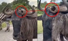 Kinh ngạc chim làm tổ, đẻ trứng trên đầu....trâu