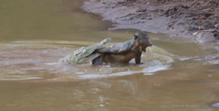 Bị cá sấu sông Nile khổng lồ tấn công bất ngờ, khỉ đầu chó thoát chết khó tin