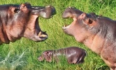 Hà mã đực nóng tính, xông vào hành hung đồng loại khi bị xâm chiếm lãnh thổ