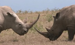 Cuộc chiến sinh tồn: Tê giác  "khổng lồ " hung hãn tấn công 2 mẹ con tê giác trắng