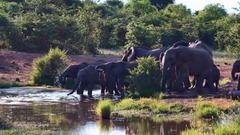 Lạ lùng cảnh cá sấu liên tục tấn công đàn voi rừng châu Phi