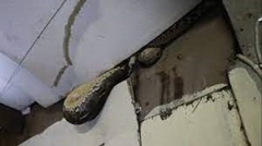 Nghe thấy tiếng động lạ trên mái nhà, chủ cửa hàng bỏ chạy khi thấy cảnh đáng sợ