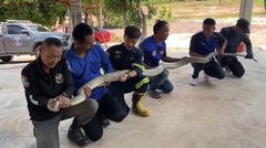 Video: Đột nhập vào nhà dân, hổ mang chúa dài 4m bị chó truy đuổi