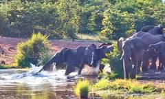 Voi rừng bị cá sấu tấn công khi đang uống nước và cái kết bất ngờ