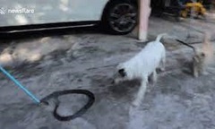 Video: Bị đàn chó hung dữ tấn công, rắn đơn độc phải bỏ mạng