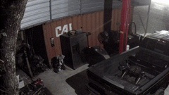 Camera giám sát tiết lộ hành động cực đáng yêu của chú gấu đen to lớn