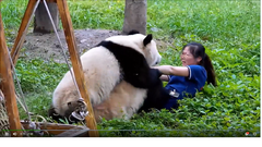 Du khách sợ hãi chứng kiến cảnh gấu trúc  "nổi điên " với cô gái