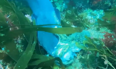 Hồi hộp theo dõi cuộc chiến kịch tính giữa bạch tuộc và cá chình biển