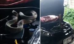 Đứng tim cảnh rắn hổ chúa cỡ lớn ẩn nấp trong khoang máy ô tô
