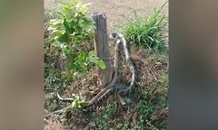 Video: Hoảng hốt chứng kiến rắn hổ mang chúa xuất hiện trên đường