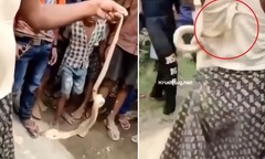 Video: Đùa giỡn với rắn hổ mang, người đàn ông trả giá bằng cả tính mạng