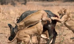 Video: Bị đàn sư tử hung hãn tấn công, trâu rừng phản công dữ dội