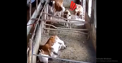 Video: Bò sữa nằm mơ  "giật đùng đùng " khiến đồng loại hốt hoảng