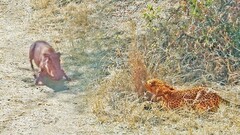 Báo hoa mai giăng bẫy săn mồi một cách khó tin