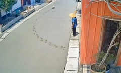 Video: Chú chó nghịch ngợm phá hỏng công trình nền bê tông mới