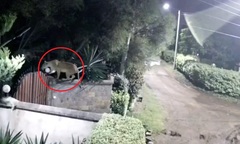 Video: Sư tử nhảy qua hàng rào, trộm chó nặng 75kg của người dân