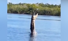 Video: Phát hiện bị  "quay lén ", cá sấu nhảy lên đớp flycam nhưng bất thành