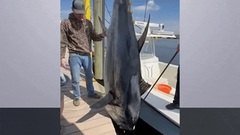 Video: Ngư dân bắt được cá ngừ vây xanh  "khủng " nặng 325kg