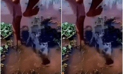 Video: Liều lĩnh giẫm lên cá đuối, người đàn ông nhận cái kết đắng