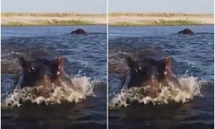 Video: Hà mã  "phi nước đại " tấn công thuyền du lịch