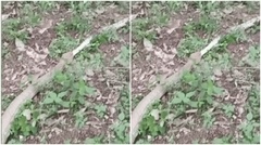 Video: Rắn hổ mang cực độc nuốt chửng trăn lưới ở Thái Lan