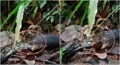 Video: Rắn hổ mang chúa chế ngự, nuốt trọn con trăn trong nháy mắt 