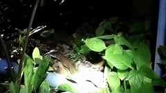 Rùng mình cảnh rắn hổ mang chúa ăn thịt đồng loại ở Thái Lan