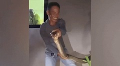 Đang nuốt chửng thằn lằn, rắn hổ mang chúa dài 4m, nặng 15kg bị bắt sống