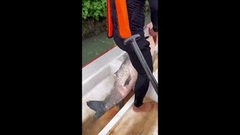 Video: Cá chép xanh khổng lồ, nặng khoảng 30kg bị bất tỉnh vì lý do bất ngờ