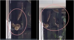 Video: Con trăn dài 2,4m quấn quanh cửa sổ khiến gia chủ  "nổi da gà "