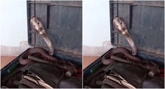 Video: Hoảng hồn phát hiện rắn hổ mang dài 2m bên trong chiếc hộp 