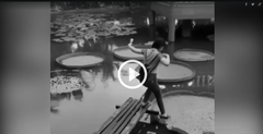 Video: Hồn nhiên bước lên lá sen, cô gái nhận kết đắng