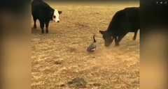 Vịt bầu cô độc đối đầu cả đàn bò  "khổng lồ "