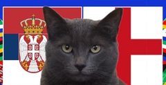 Mèo tiên tri đoán kết quả trận Serbia vs Anh: Liệu “phép màu” có đến?