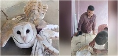 Video: Phát hiện chim lạ gãy cánh bay vào nhà 