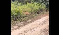 Video: Khoảnh khắc hổ định lao đến tấn công du khách trong công viên ở Ấn Độ