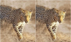 Video: Khoảnh khắc báo hoa mai tóm gọn đại bàng trong nháy mắt