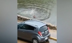Video: Người đàn ông say rượu bị cá sấu rượt đuổi trong hồ và cái kết