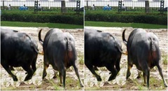 Video:  "Bò điên " gây náo loạn giao thông ở Ấn Độ