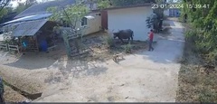 Video: Con trâu giận dữ, lao tới tấn công người phụ nữ