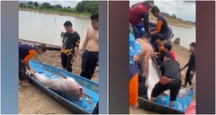 Video: Cận cảnh con cá tra dầu nặng 200kg