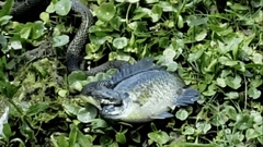 Clip: Đang đi dạo, người dân phát hiện cảnh tượng gây sốc