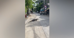 Video: Thằn lằn khổng lồ được ví như Godzilla  "náo loạn " đường phố