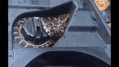 Video: Rùng mình phát hiện trăn  "khủng " cuộn tròn quanh bình xăng xe máy