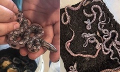 Chuyện lạ: Trăn  "đực " bất ngờ sinh 14 chú trăn con