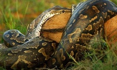 Rùng mình cảnh trăn khổng lồ nuốt chửng linh dương