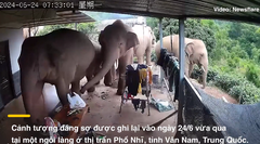 Cảnh tượng đáng sợ khi đàn voi rừng lao vào nhà dân