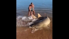 Khoảnh khắc cá đao khổng lồ mắc cạn được giải cứu ngoạn mục