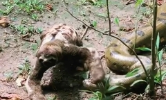 Trăn anaconda chạm trán con lười và cái kết bất ngờ