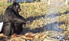 Chú vượn gây  "bão " mạng xã hội vì nhóm bếp, nấu nướng lành nghề như con người